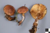 Tricholoma fulvum image